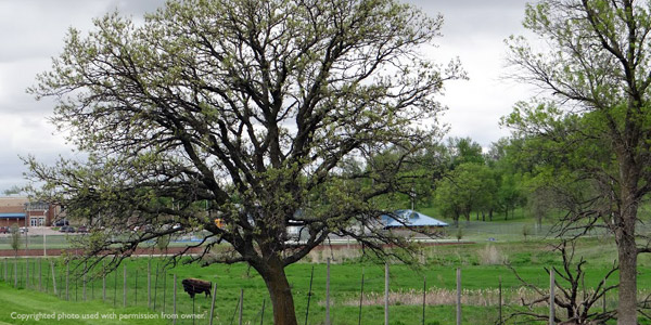 Nebraska: Winnebago Tribe - buffalo in fenced area