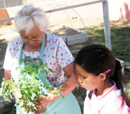 Native American Elder and child in a community garden