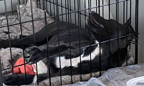 A photo of Mni sleeping in her kennel.