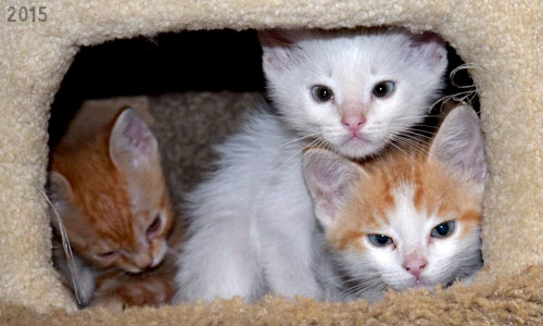 A photo of kittens at the McKinley Humane Society
