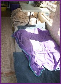 Sunroom with individual dog beds