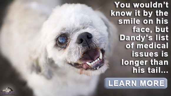 Donate today to help cats dogs like Dandy!