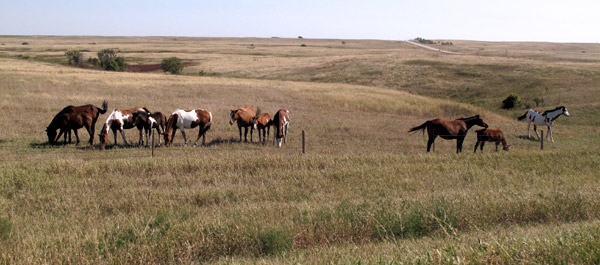 Reservation: Rosebud landscape with horses